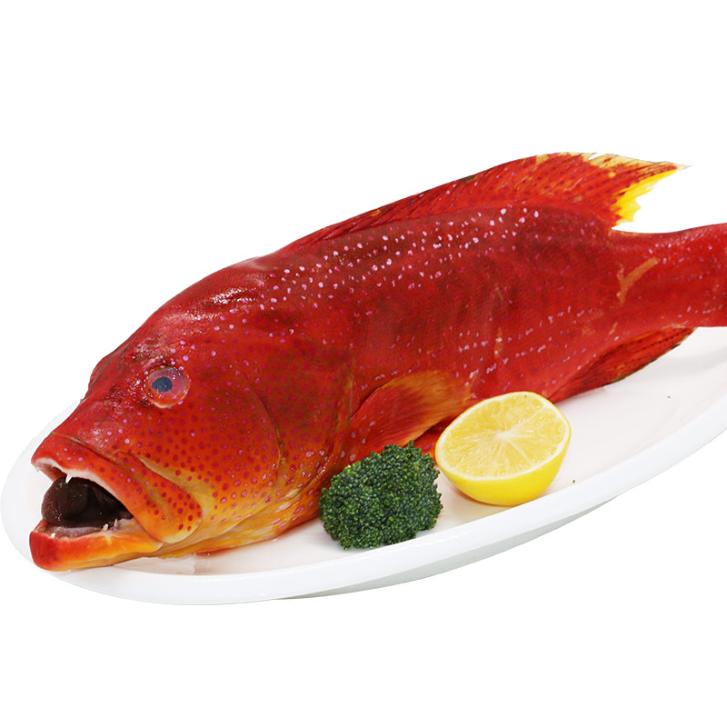 东星斑海鲜年货鲜活生鲜700g750g1条水产可开发票