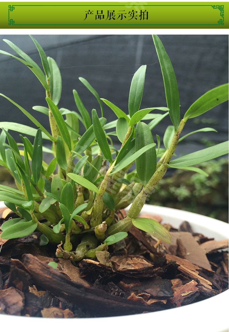 xj米斛苗石斛苗盆栽霍山米