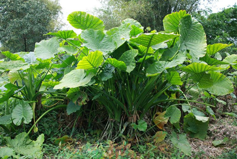 滴水观音大海霸王芋盆栽大型水土培绿植花卉室内客厅吸甲醛非多肉4棵