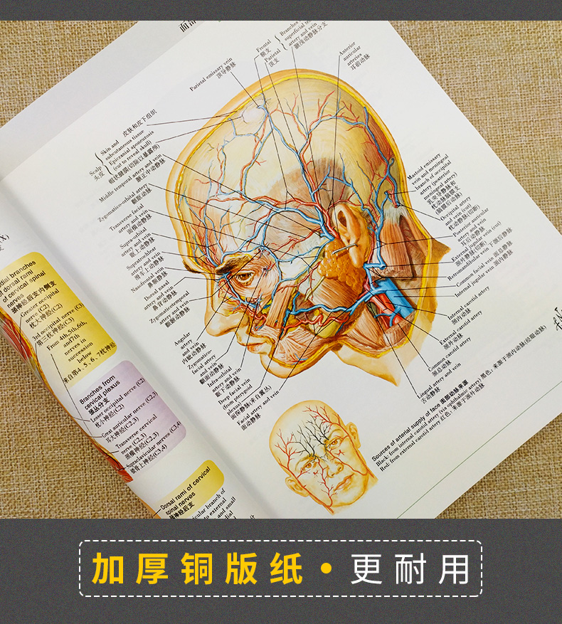 超级新品 正版 奈特人体解剖学彩色图谱 第6六版 翻译版双语全彩图