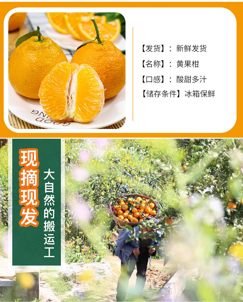 高原黄果柑4斤装满满一箱川西高海拔山区天然种植 果肉脆嫩化渣 酸甜
