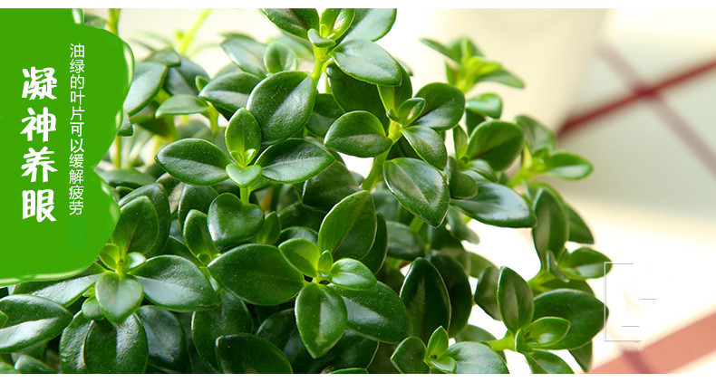 花卉绿植批发哪家好