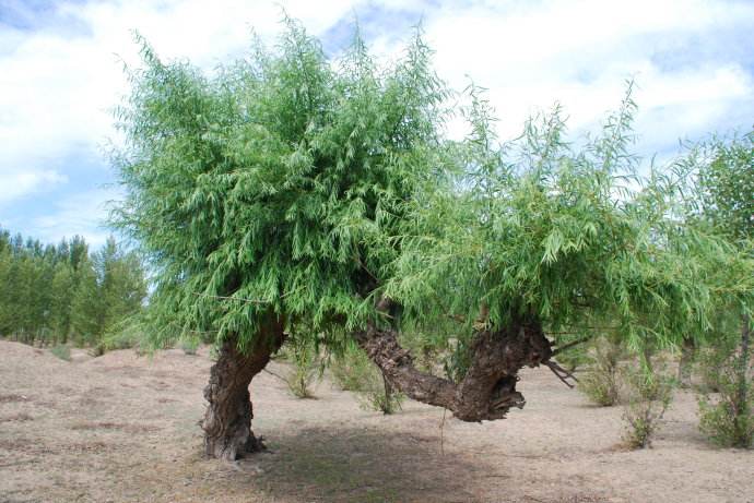 盐碱地种子柽柳柳柳种子100粒肥