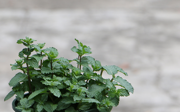 超级新品 盆栽柠檬薄荷苗 食用型 泡茶烹饪净化空气 香植物新鲜薄荷叶