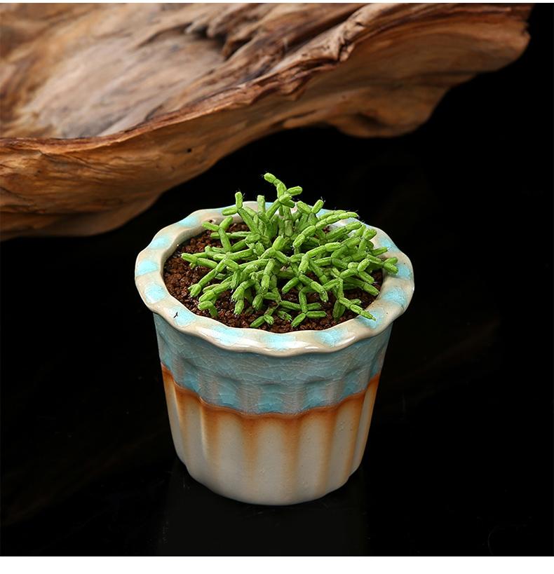 多肉木偶人青柳稀有多肉群生莲藕绿植防辐射桌面盆栽多肉植物