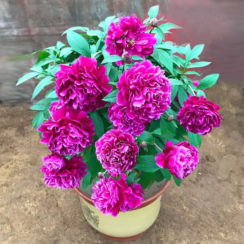 弹痕芍药花苗庭院花卉四季开花易活带芽芍药根块室内盆栽室外花根1号