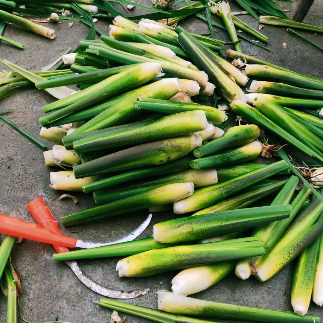 2021大别山岳西高山茭白新鲜上市1斤3斤4斤1斤装