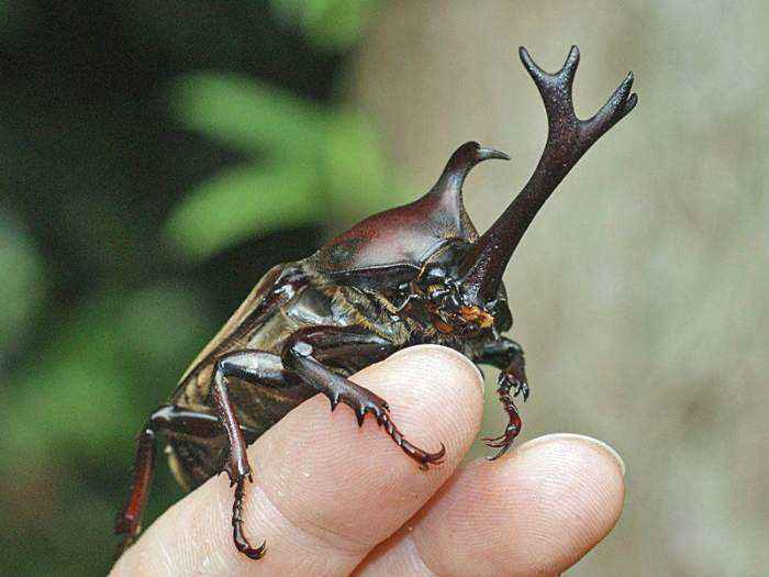 仙成虫母虫甲虫独角仙活虫幼体成虫活物昆虫宠物一公一母幼虫套餐含