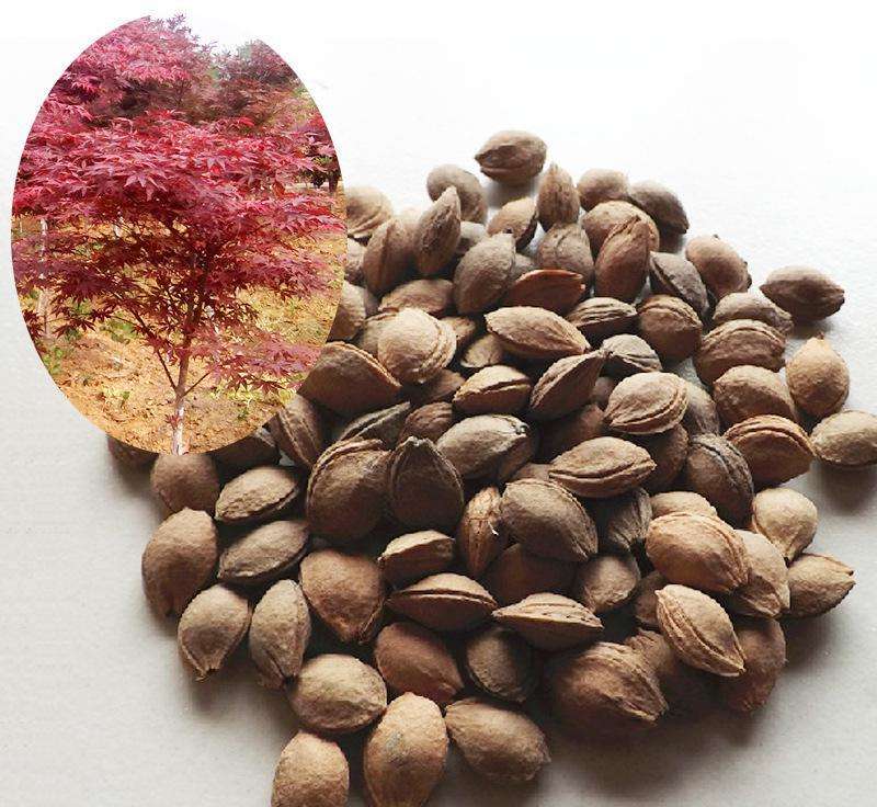 新采红叶李种子紫叶李稠李红叶稠李芽率极高花林木种子一斤装