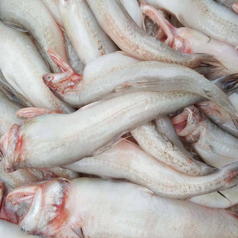 湛航鱼类 霞浦新鲜龙头鱼豆腐鱼海鲜水潺鱼生鲜龙头鲓丝丁鱼九肚鱼