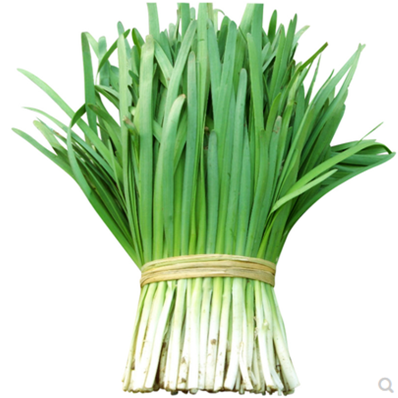 四季苔韭王韭菜种子苔韭种籽多年采春夏秋冬季播蔬菜种孑盆栽新育苔韭