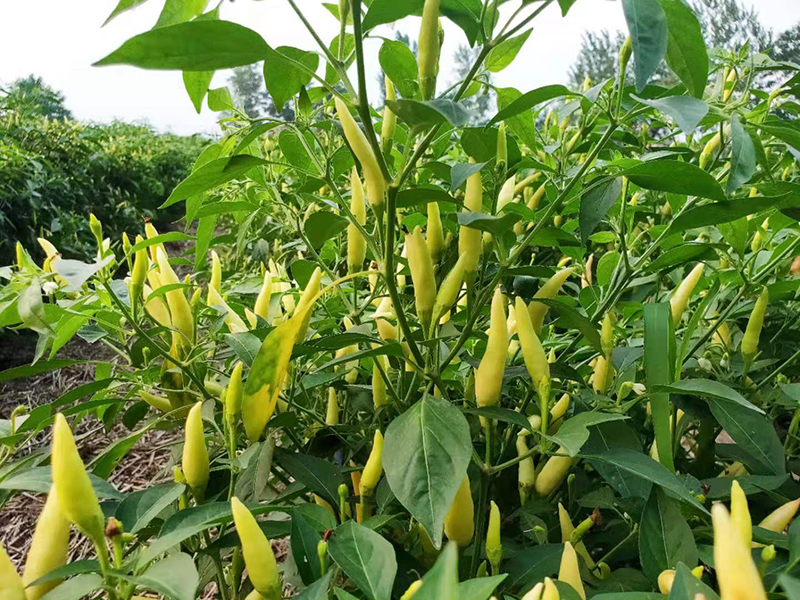 xj云南小米辣新鲜白辣椒小米椒朝天椒泡椒可开发票5斤