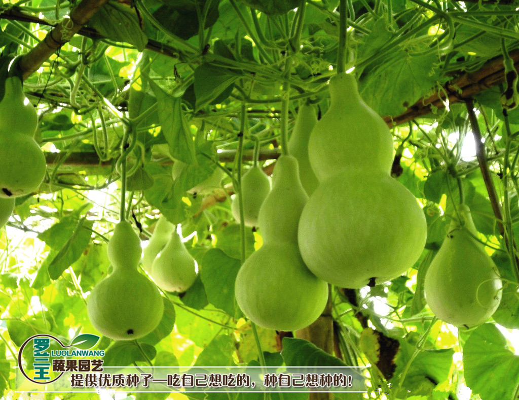 子喧葫芦种子手捻葫芦圆葫芦小葫芦种籽文玩葫芦家庭盆栽瓜果蔬菜种子