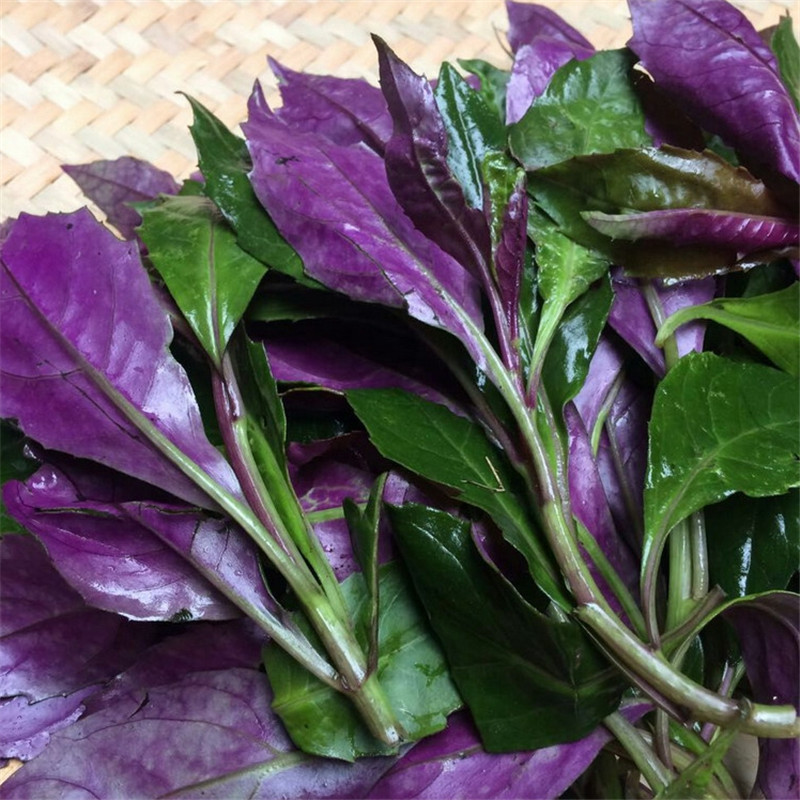 新鲜紫背菜四川紫背天葵血皮菜 顺丰 果浓蔬菜新鲜观音菜嫩叶 1kg