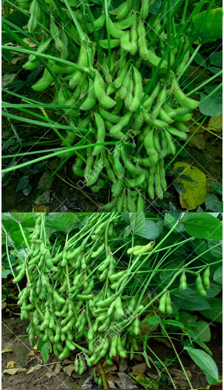 早熟鮮食毛豆種子綠寶石毛豆種子大田用種鮮食菜毛豆大豆種子