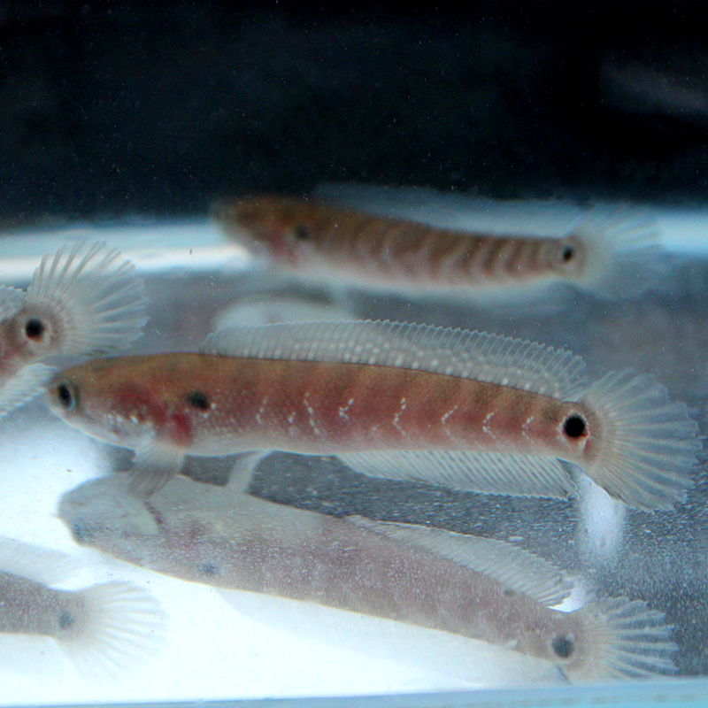 《彩虹雷龙观赏鱼活体南醴淡水鱼鱼苗七星鱼冷水鱼龙鱼苗七彩神仙鱼