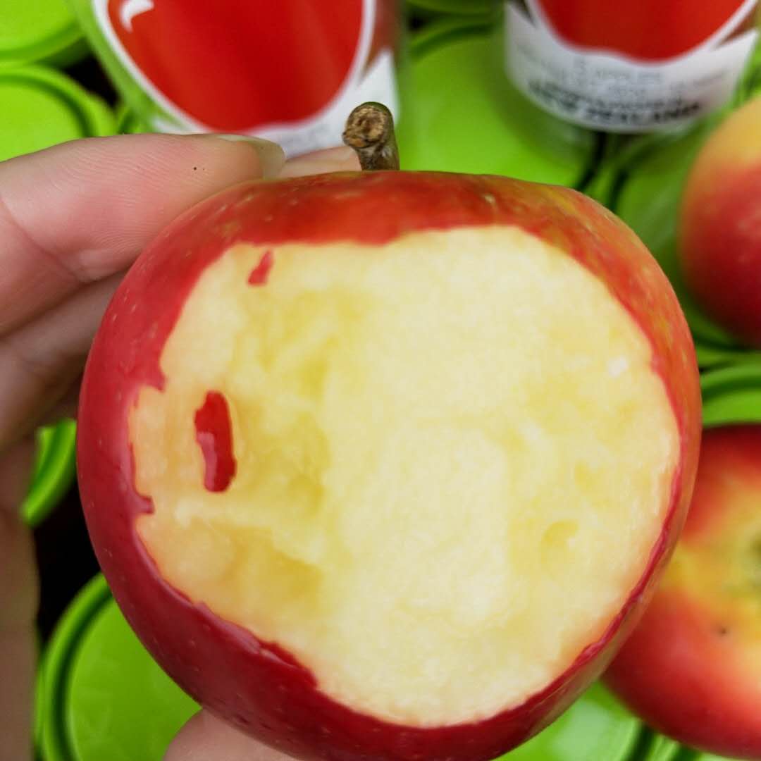 新西兰rockit筒小苹果水果进口樱桃小苹果新鲜3桶15个邮