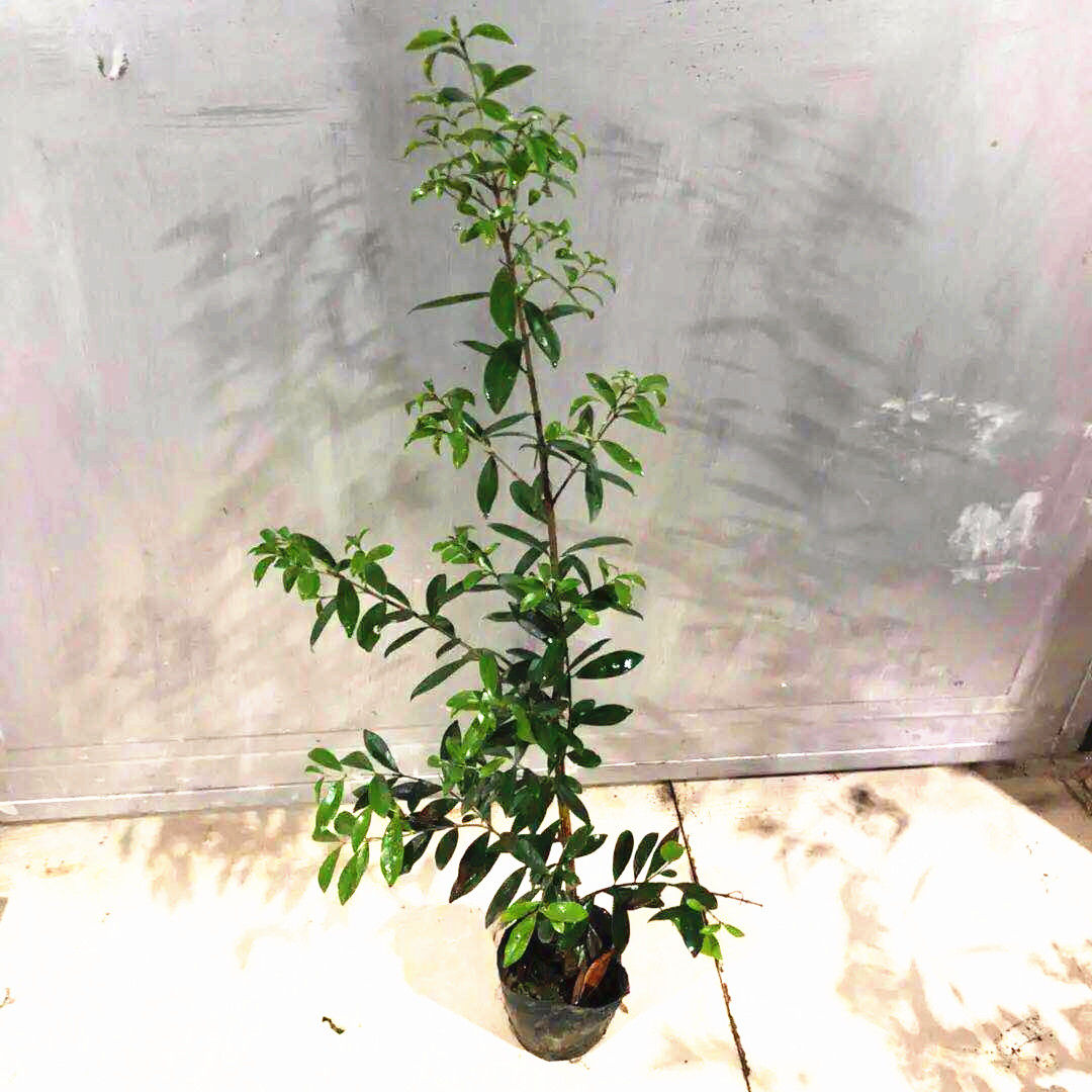 车厘子盆栽南北方可种植果树苗 巴西甜樱桃》无著【摘要 书评 在线