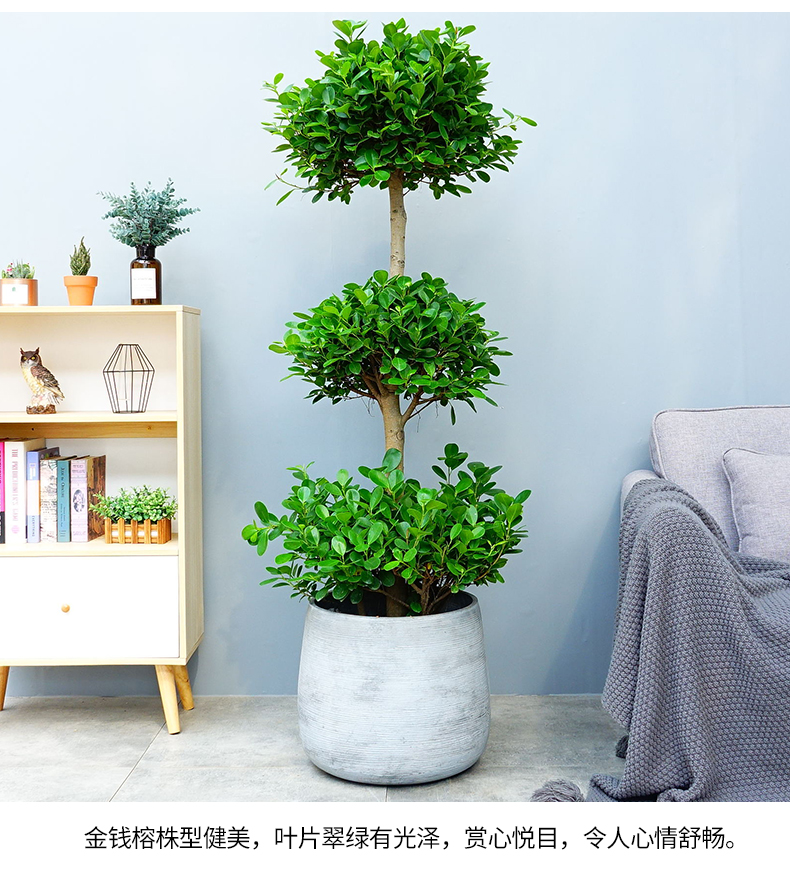 摇钱树盆栽植物室内三层榕绿植金钱榕植物客厅
