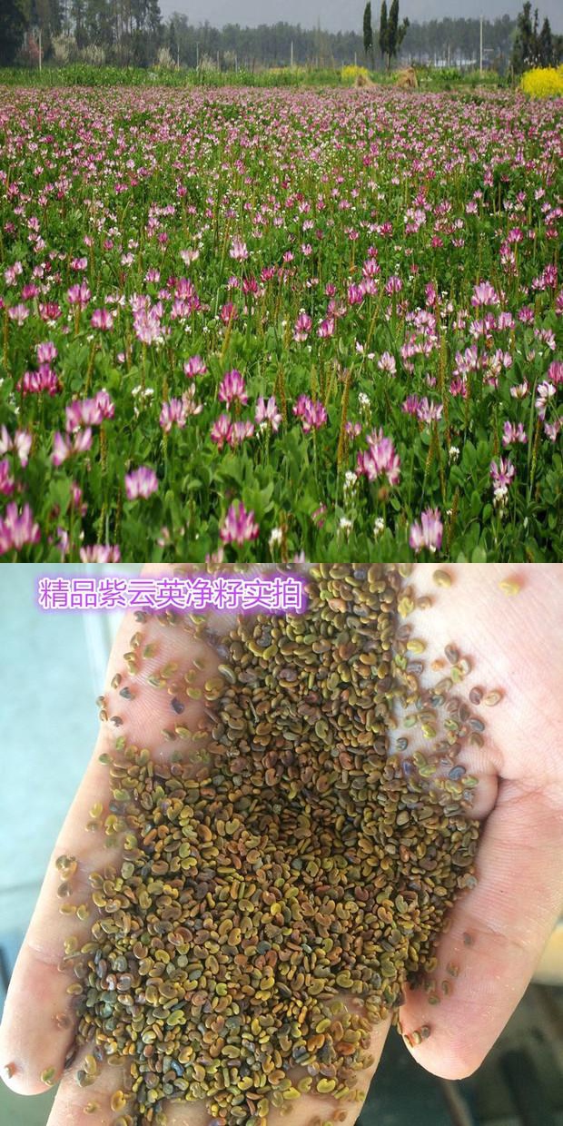 紫云英饲料作物图片