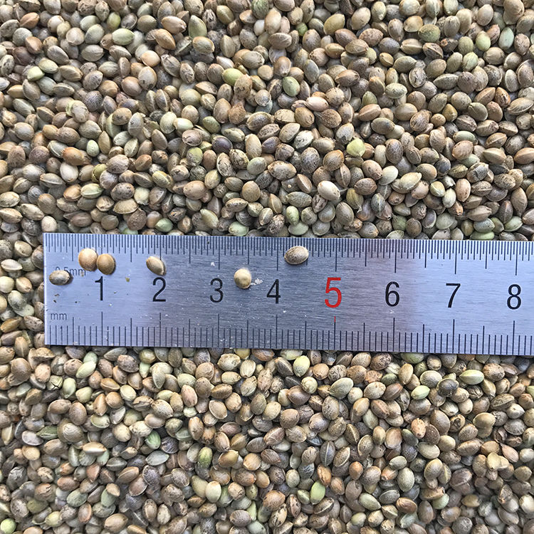 小颗粒麻籽火麻仁鸟食鸟粮鹦鹉鸽子虎皮牡丹玄风鹦鹉鸟粮5斤小麻子