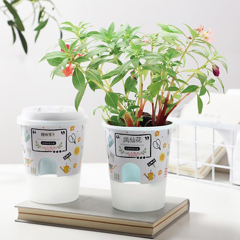 小花农创意桌面迷你盆栽儿童幼儿园观察diy种植植物魔豆种子礼波斯菊