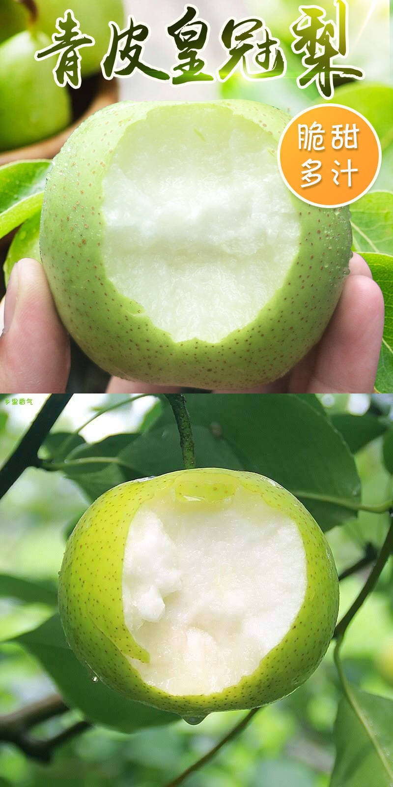 精选5斤青梨新鲜皇冠梨青皮梨子当季新鲜水果单果200g起5斤产地直发甘