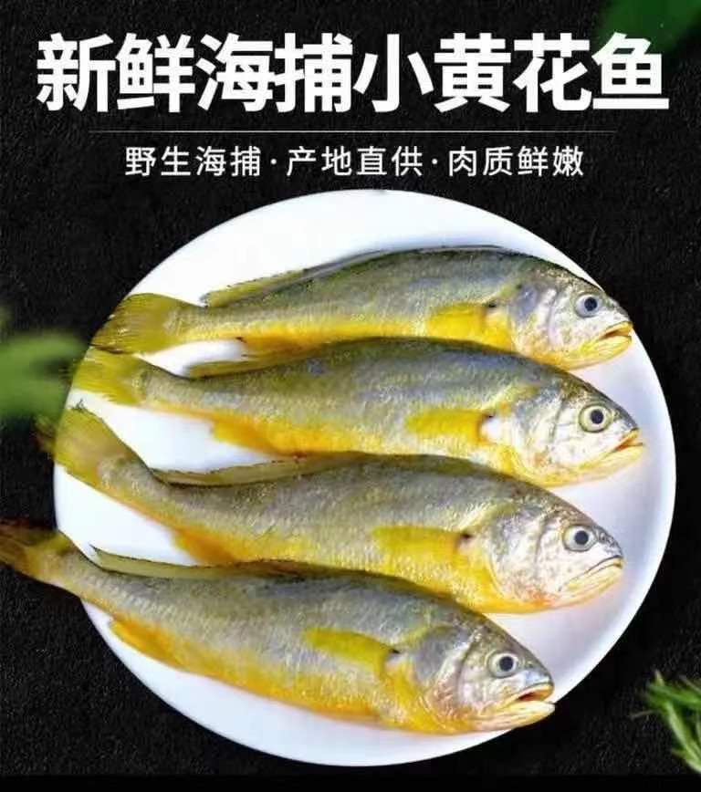 黄花鱼新鲜冷冻纯黄鱼舟山小黄鱼海鲜水产批发鲜活鱼整箱 6斤大号
