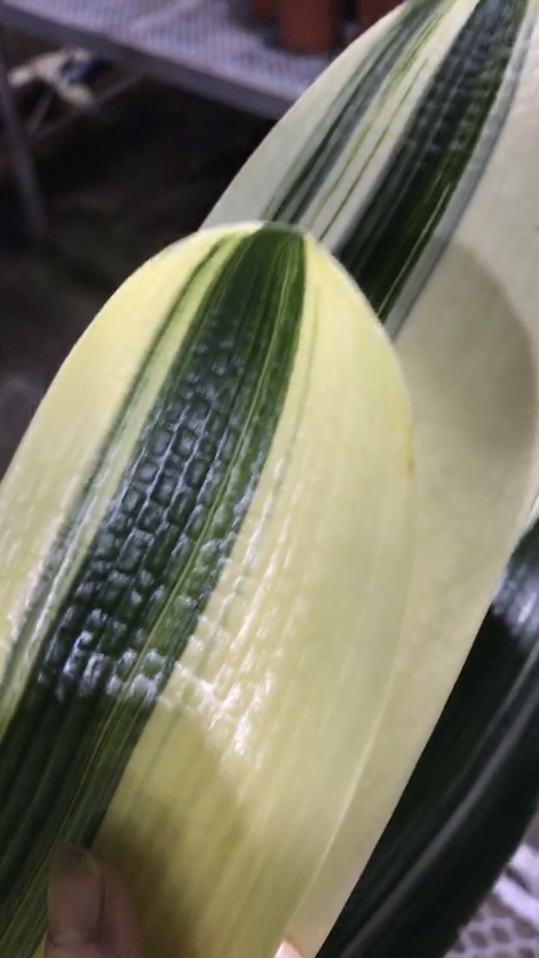 回固长春精品钢板彩兰君子兰白金龙覆轮油麻彩瓷白粗筋麻脸油匠彩小苗