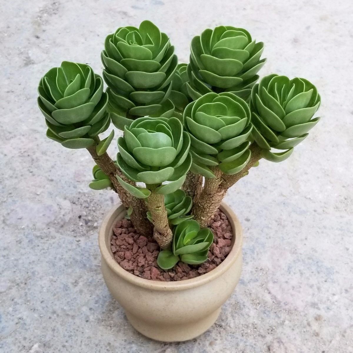 两年金钱木老桩白色陶瓷盆金钱木老桩多肉植物盆栽花卉