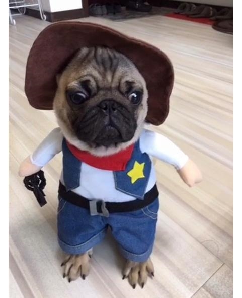 泰迪巴哥犬狗狗衣服变身装西部牛仔搞怪二脚立体宠物服装冬装白色牛仔