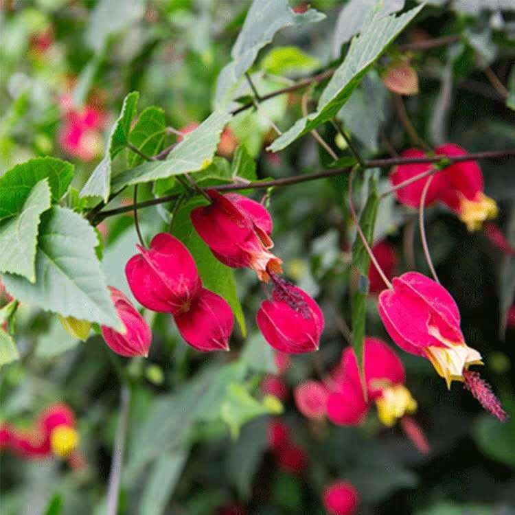 藤本爬藤植物盆栽燈籠花苗蔓性風鈴花四季開花帶花發貨陽臺花卉風車