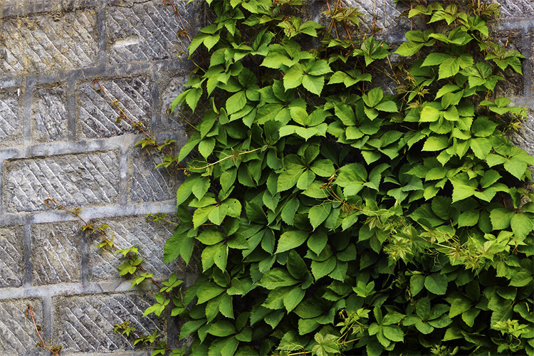 五叶爬山虎大苗爬藤植物庭院四季三叶建元爬墙虎红叶室内攀援花卉