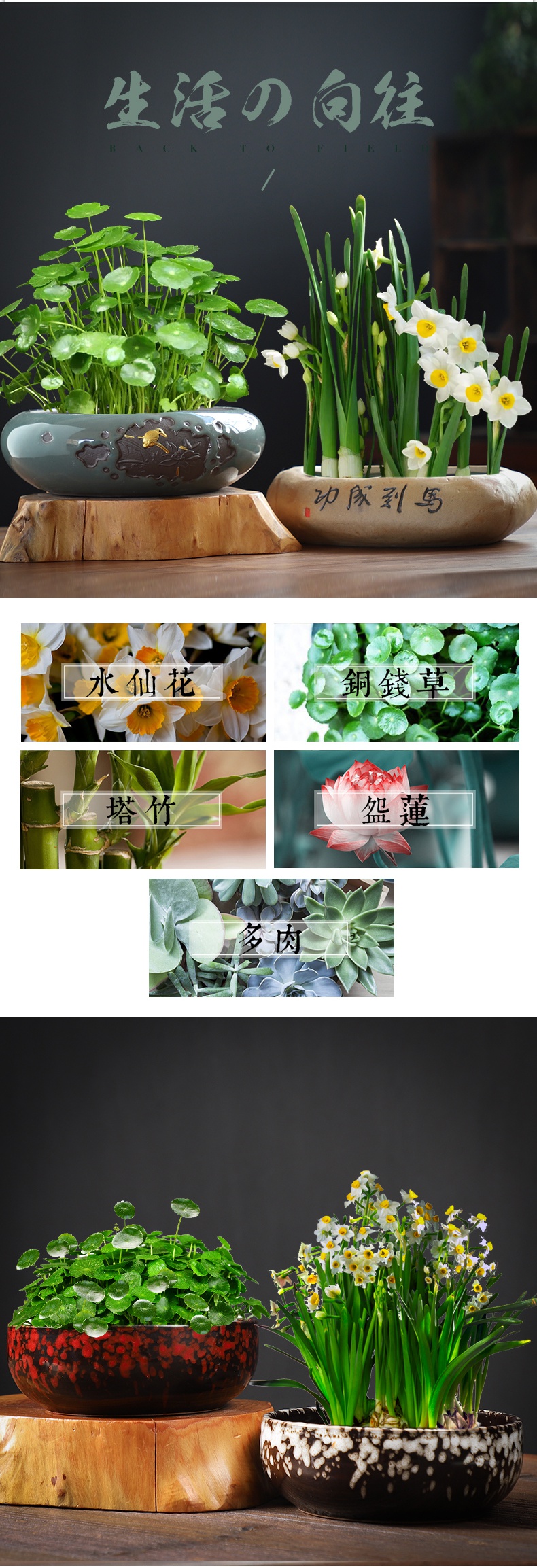 戚悦园艺用品清仓铜钱花盆水仙花睡莲碗莲无孔陶瓷家用大号多肉水培容器 价格图片品牌报价 苏宁易购北豪生活日用专营店