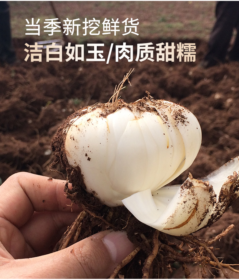 非有机产地:中国甘肃兰州市国产/进口:国产类别:新鲜百合品牌:陇卉