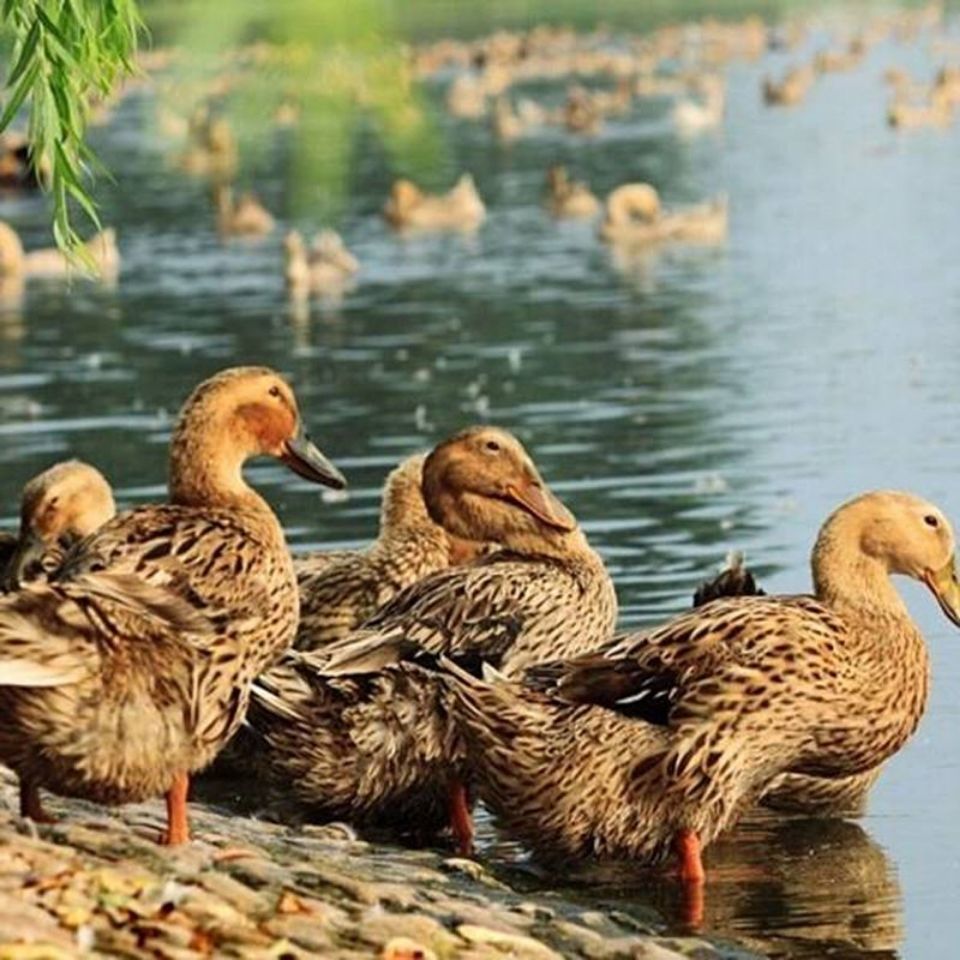 农家散养鸭笨鸭土鸭水养鸭麻鸭老鸭整鸭新鲜鸭肉顺丰 4斤全鸭