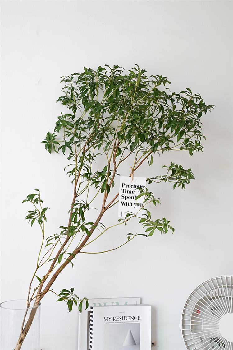 进口马醉木水培水养枝条树枝鲜切