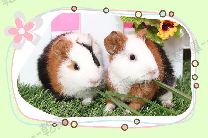 荷兰猪宠物豚鼠活物河南猪荷兰鼠荷兰猪活体荷兰兔迷你温顺小宠物随机