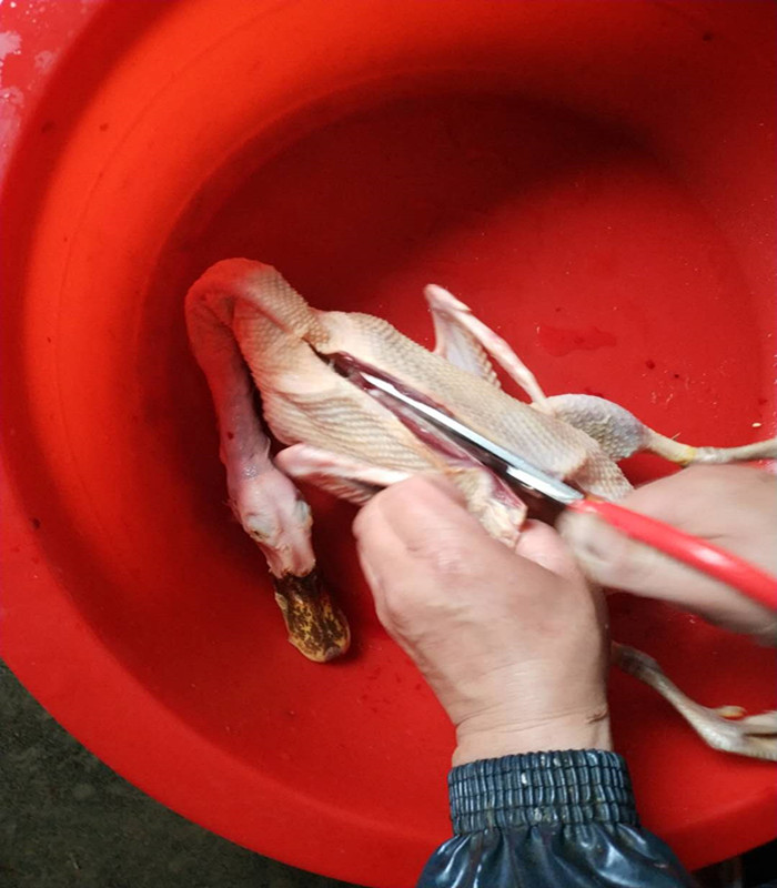 农家放养土鸭麻鸭老鸭活鸭现杀野鸭三年