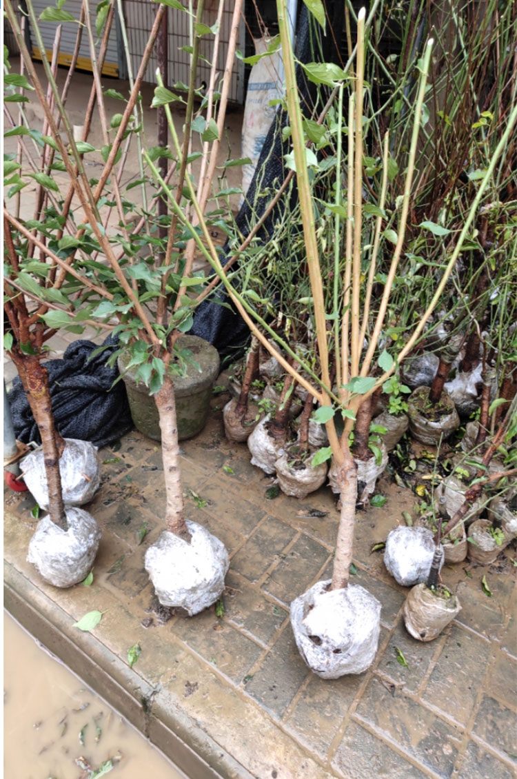 嫁接梅花树苗红梅腊梅绿梅树桩盆景美人梅榆叶梅苗家居庭院观赏盆栽