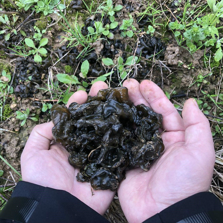 新鲜野生湿地衣地皮菜地软地木耳净菜雷公菌葛仙米地踏菇500g地皮菜