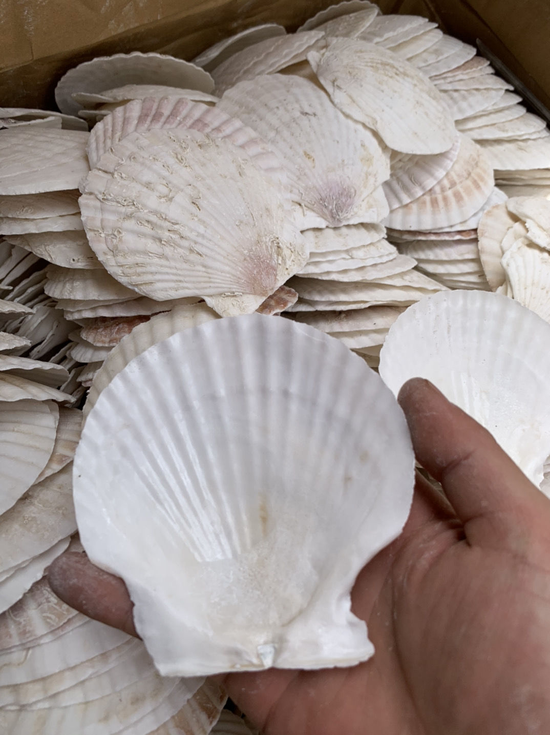 天然烧烤蒜蓉粉丝大白扇贝壳夏贻贝半壳贝壳10到12厘米白扇贝100片