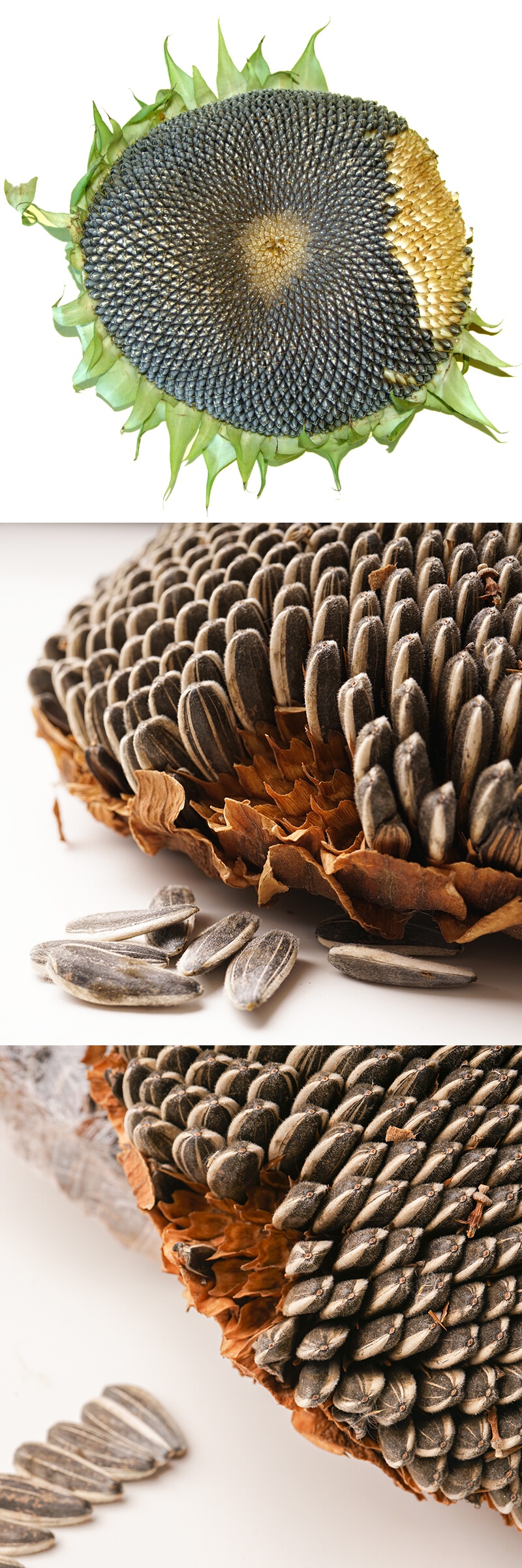 德庄(morals village)坚果 新货内蒙古晒干葵花盘向日葵瓜子盘_生瓜子