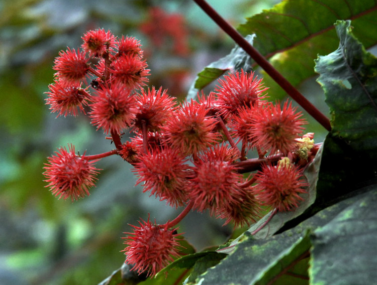 子喧紅蓖麻種子蓖麻蓖麻籽蓖麻籽蓖麻油籽盆栽植物春播植物苗觀賞花卉