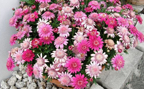 《天然驱虫花卉种子除虫菊花种驱虫驱蚊子植物盆栽空地种植驱蚊好养