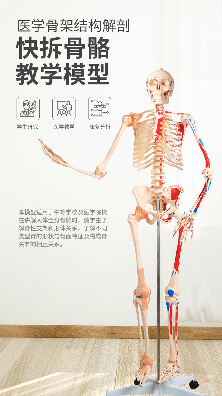 85cm180cm人體骨骼模型骨架人體脊柱脊椎模型仿真人體模型可拆卸其他