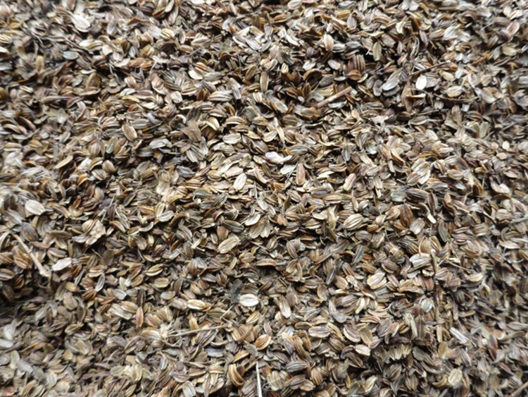 子暄独活种子独活籽新独活种子羌活种子