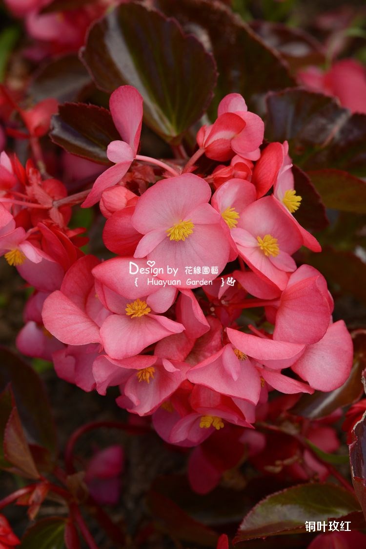 花缘咸菜进口花种子泛美大花秋海棠系列5粒