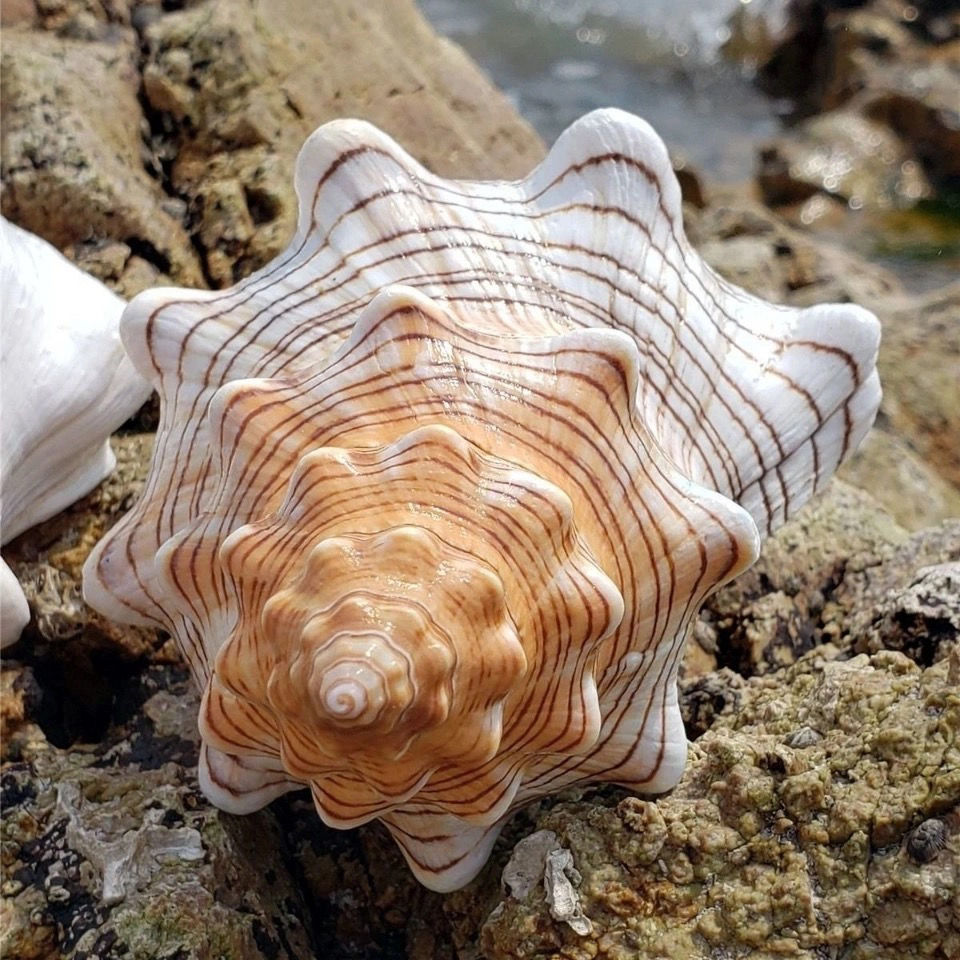 超大海螺系列 大赤旋螺 道具收藏布景摄影水族箱鱼缸海螺贝壳 长度10