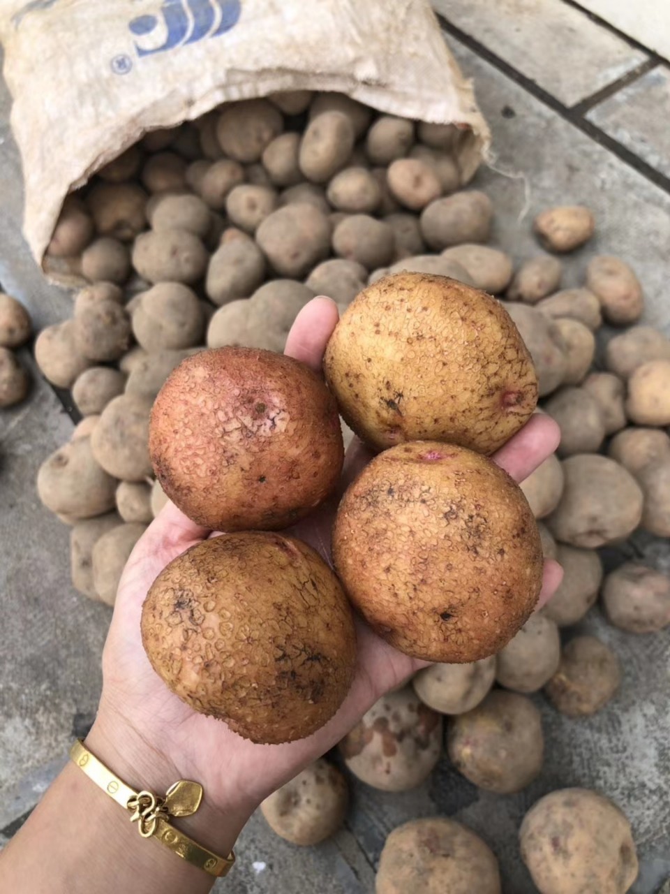 开花洋芋东川特产老家洋芋李子沟的开花土豆马铃薯新鲜粉糯15斤